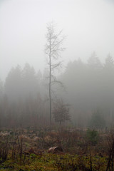 Obraz na płótnie Canvas kahle bäume im nebel