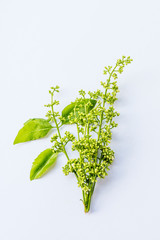 Neem leaves used as ayurvedic medicine with ground paste over white background