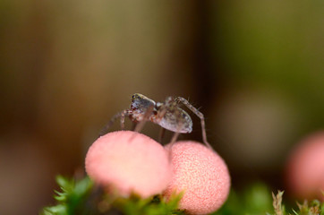 Spider on a mushroom