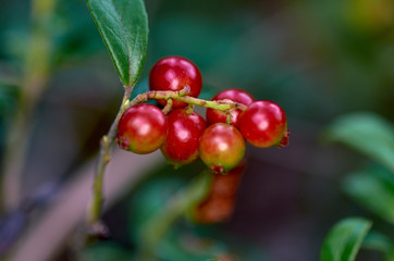 Cranberries in the forest