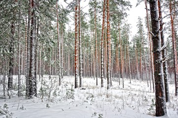 winter pine forest in the snow