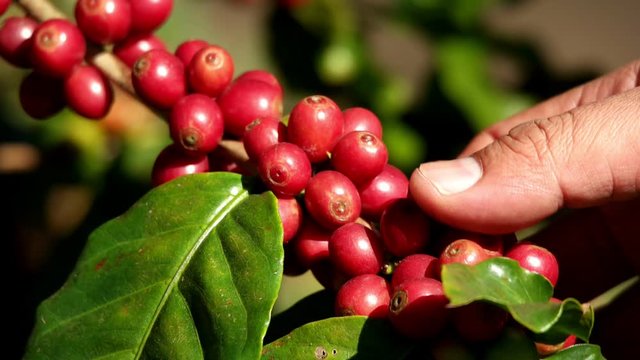 Human hand pick up fresh organic red raw and ripe coffee cherry beans on tree swaying in wind close up, agriculture plantation in North of Thailand.