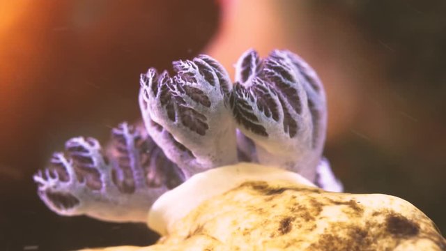 A close up magnified shot of nudibranch gills with high details
