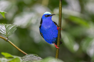 Guit-guit saï (Cyanerpes cyaneus) seen in the rainforest near La Fortuna, Costa Rica