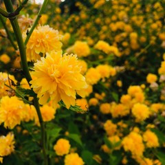 Bush of yellow flowers in the park.