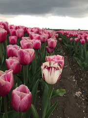 Tulip fever