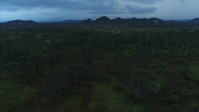 Jabiru endangered bird flying above jungle swamp lands