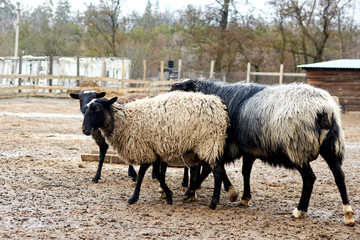 Sheep outdoors in the mud