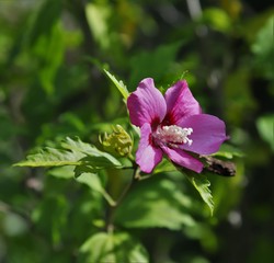 pink flower in garden