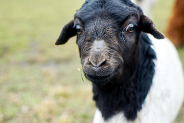 The face of a black sheep close-up.