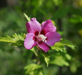 pink flower in garden