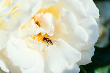 白いバラの花にとまるハナアブ