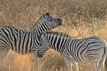 Spielende junge Zebras 
