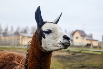 Obraz premium Muzzle llama head in nature.