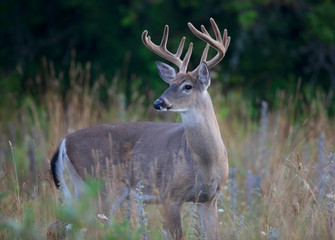 A wild White-tailed deer buck with velvet antlers on an early morning in summer in Canada	