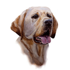 Fototapeta na wymiar watercolor hand painted labrador sketch