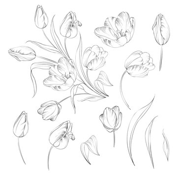 Hand drawn tulips collection in line style contour templates. Ink sketch elements of spring flowers for black and white design. Vector illustration.