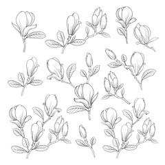 Set of floral elements. Bundle of Linear sketch of Magnolia Flowers. Collection of Hand drawn style black and white line illustrations on a white background. Vector illustration © Kotkoa