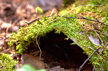 green moss on a tree