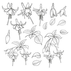 Fuchsia isolated on white background. Set of fuhsia flowers elements. Collection of fuchsia flowers on a white background. Vector illustration bundle. - obrazy, fototapety, plakaty