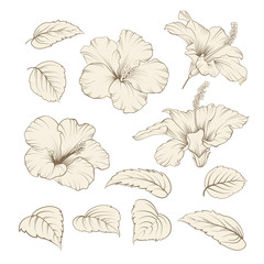 Set of tropical flowers elements. Collection of hibiscus flowers on a white background. Vector illustration bundle.