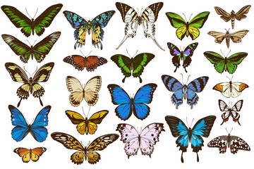 Vector set of hand drawn colored papilio ulysses, morpho menelaus, graphium androcles, morpho rhetenor cacica, papilio demoleus, cethosia biblis, papilio antimachus, alcides agathyrsus, ornithoptera