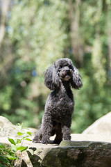 schwarzer Zwergpudel sitzt auf einem Stein