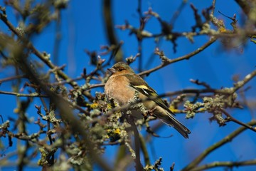 Ein Buchfink sitzt bei Sonnenschein und blauem Himmel auf einem Ast in einem Baum, Fringilla coelebs