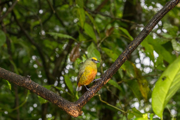 Olive-backed Euphonia (Euphonia gouldi) on a branch near La Fortuna, Costa Rica 