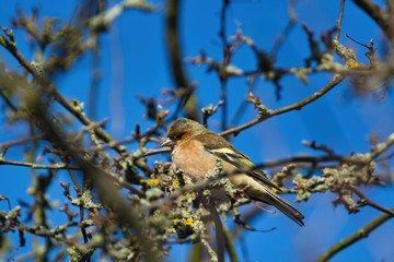 Ein Buchfink sitzt bei Sonnenschein und blauem Himmel auf einem Ast in einem Baum, Fringilla coelebs
