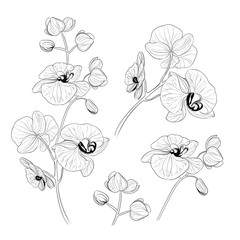 Set of tropical orchid flowers elements. Collection of phalaenopsis flowers on a white background. Vector illustration bundle. © Kotkoa