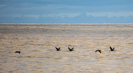 A line of Cormorants skim the ocean