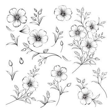 Set of linum flower elements. Collection of flax flowers on a white background. Vector illustration.
