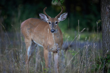 Naklejka na ściany i meble A wild White-tailed deer buck on an early morning with velvet antlers in summer in Canada