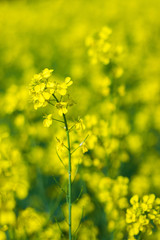 selective focus of yellow mustard flowers field