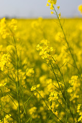 selective focus of yellow mustard flowers field
