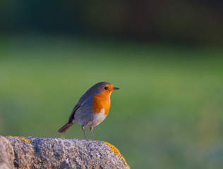 Little robin taking sone sun.