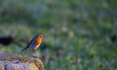 Beautiful small robin taking some sun