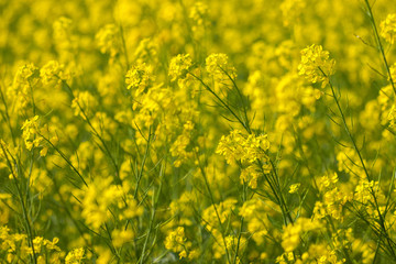 selective focus of yellow mustard flowers field