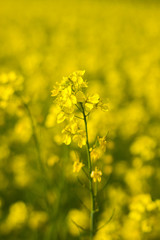 Obraz premium selective focus of yellow mustard flowers field