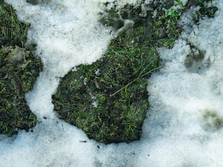 A thawed patch in the snow with green grass, spring scenery