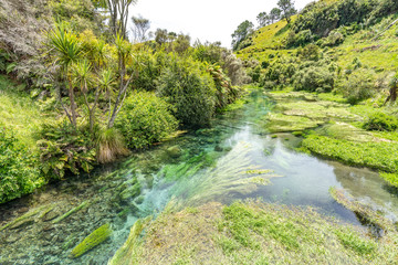 Blue Spring Putaruru, New Zealand