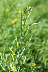 selective focus of yellow mustard sheeds field