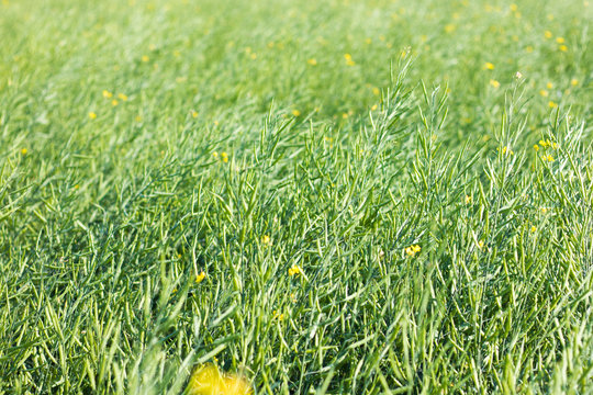 selective focus of yellow mustard sheeds field