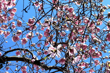 Magnolia in fiore a marzo