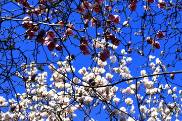 Magnolie in fiore a marzo