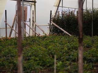 Colorful roses and flowers ready for export in Ecuador