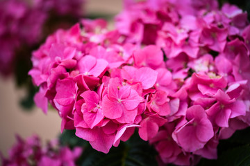 Obraz premium hydrangea flower close up view