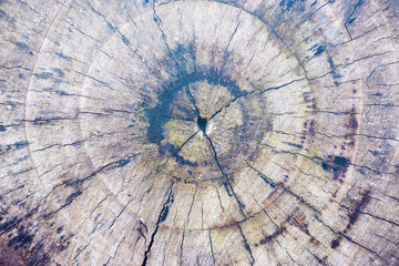 selective focus of a round cut wood for texture and background