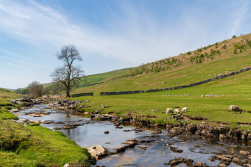 Fototapeta na wymiar Yorkshire Dales landscape and the River Wharfe near Yockenthwaite, North Yorkshire, England, UK